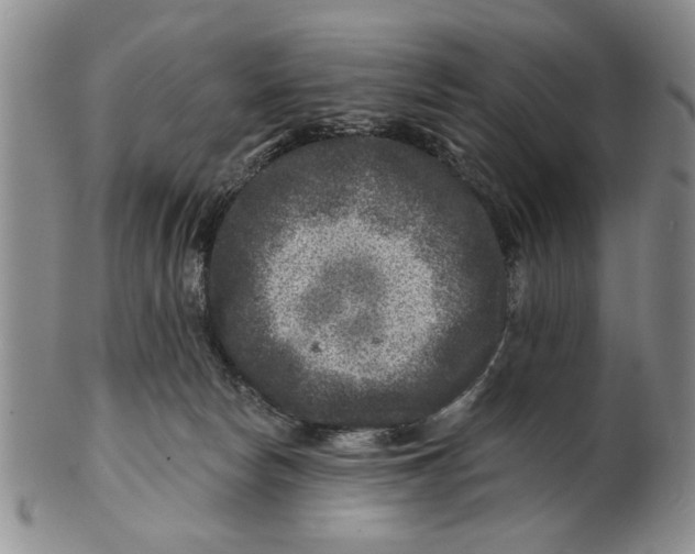 X0000100750178200807101712