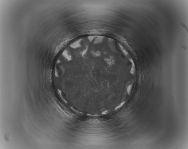 X0000100750299200807101710