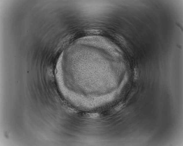 X0000100750377200807101709