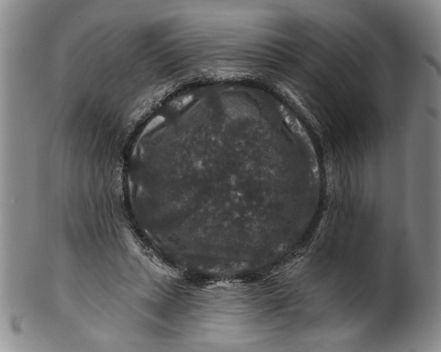 X0000100750447200807101707