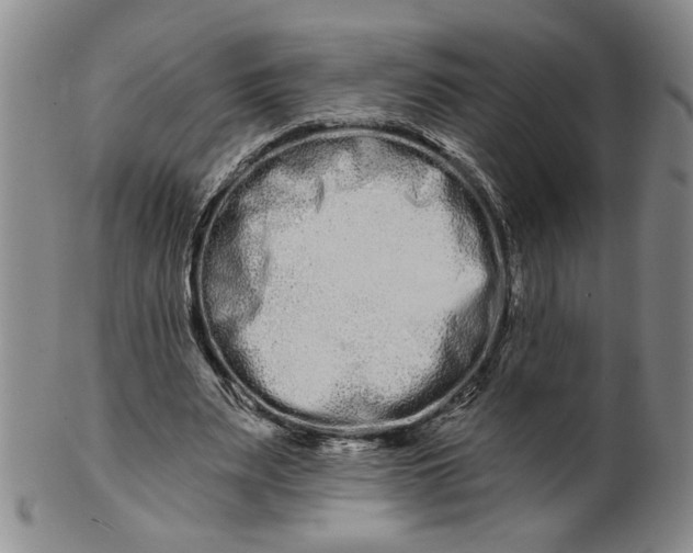 X0000100750487200807101707