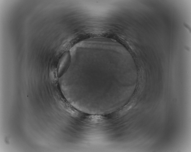 X0000100750528200807101706