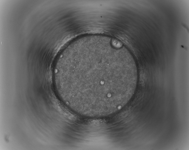 X0000100750584200807101705