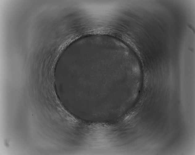 X0000100750673200807101704