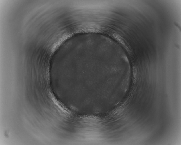 X0000100750677200807101704