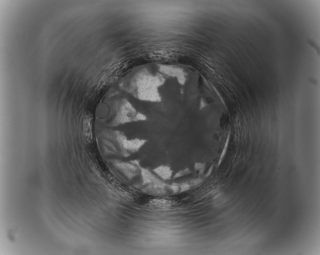 X0000100750699200807101703