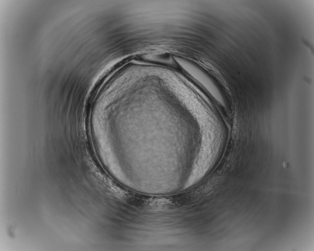 X0000100750784200807101702