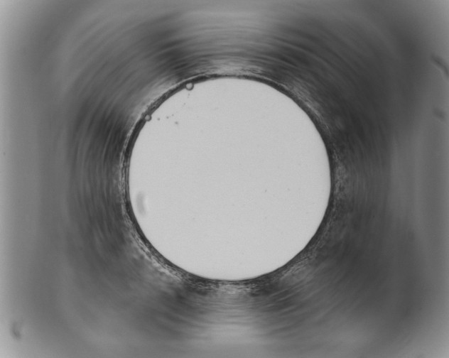 X0000100750848200807101701