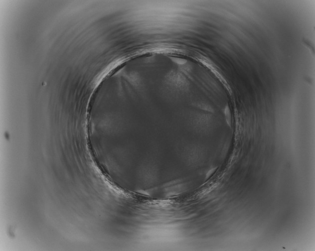 X0000100750853200807101701