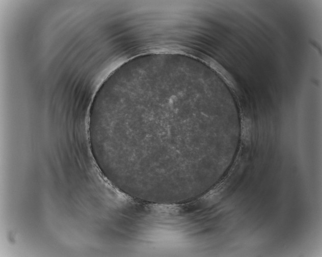 X0000100750856200807101701