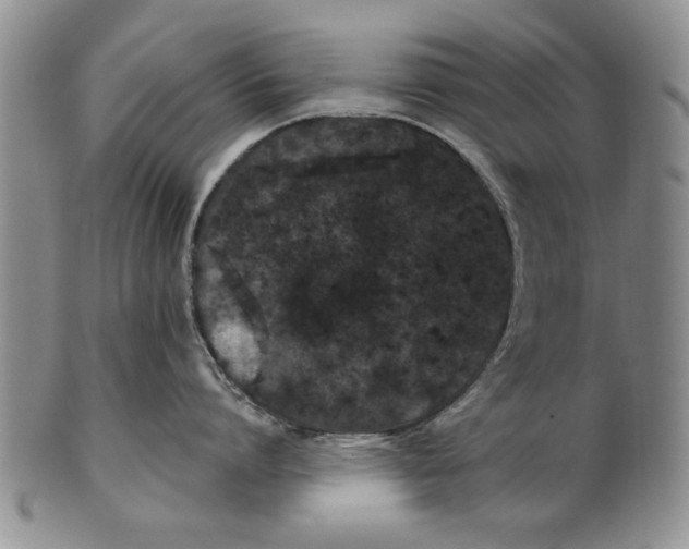 X0000100750864200807101701