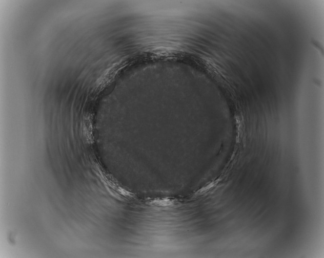 X0000100750868200807101701