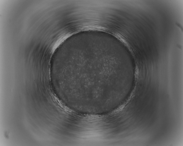 X0000100750877200807101700