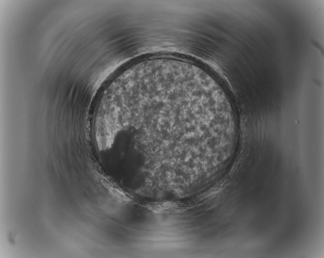 X0000100750879200807101700