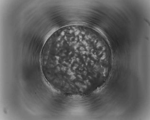 X0000100750907200807101700