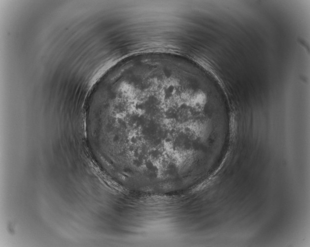 X0000100750925200807101659