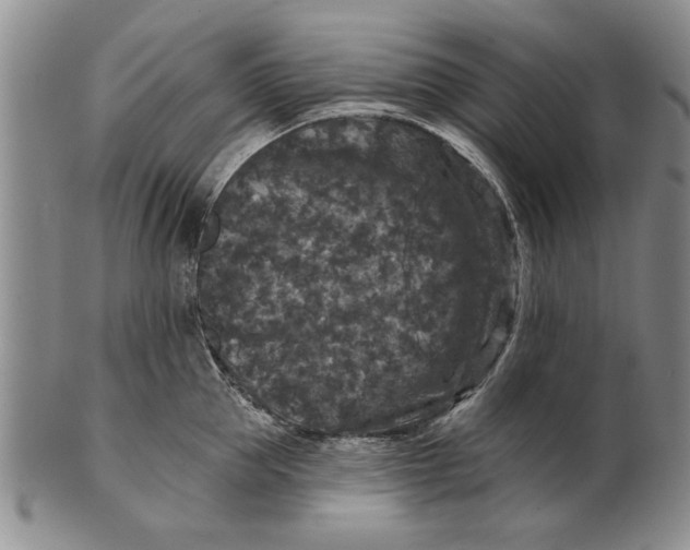 X0000100750953200807101700