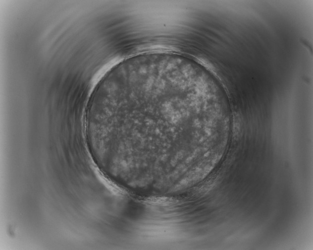 X0000100751474200807101652