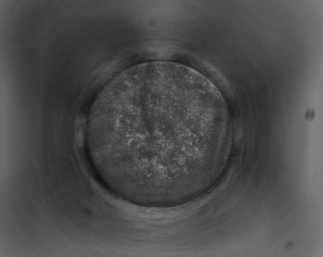 X0000100750026200807171422