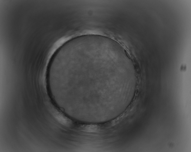 X0000100750104200807171421