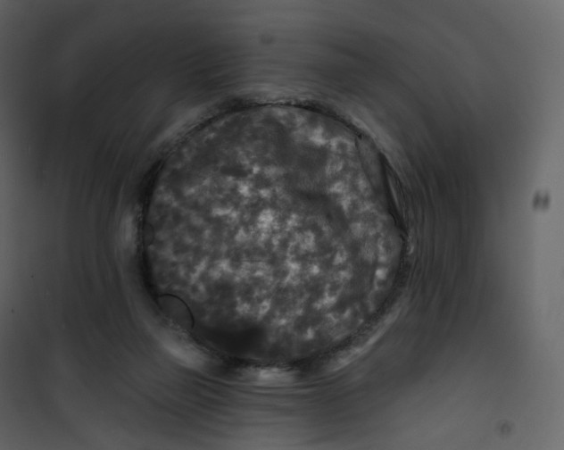 X0000100750165200807171420