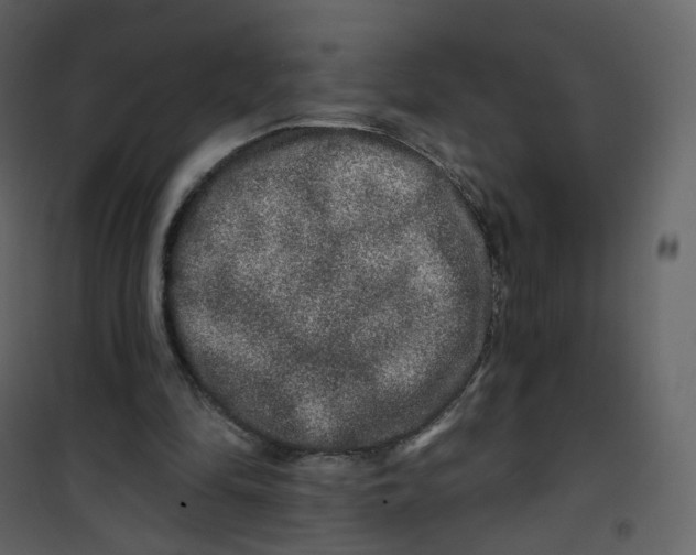 X0000100750294200807171418