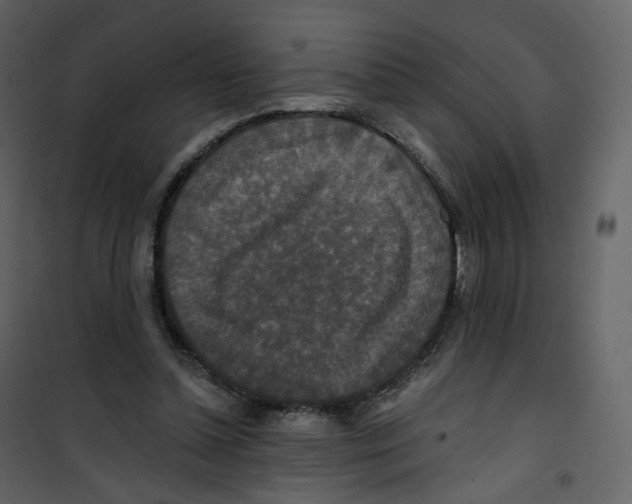 X0000100750348200807171417