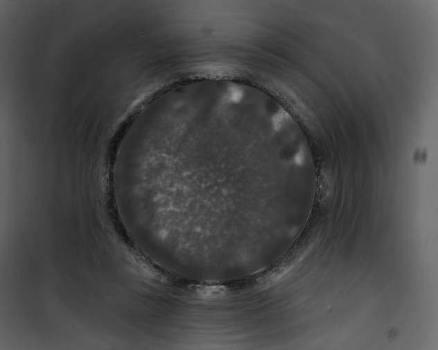 X0000100750355200807171417