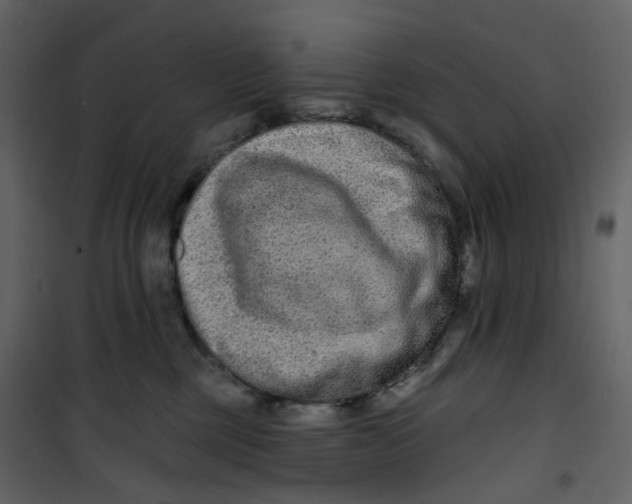 X0000100750377200807171417