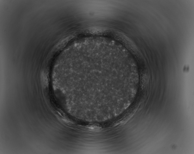 X0000100750644200807171412