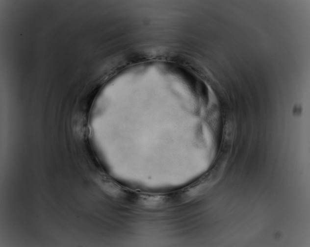 X0000100750671200807171413