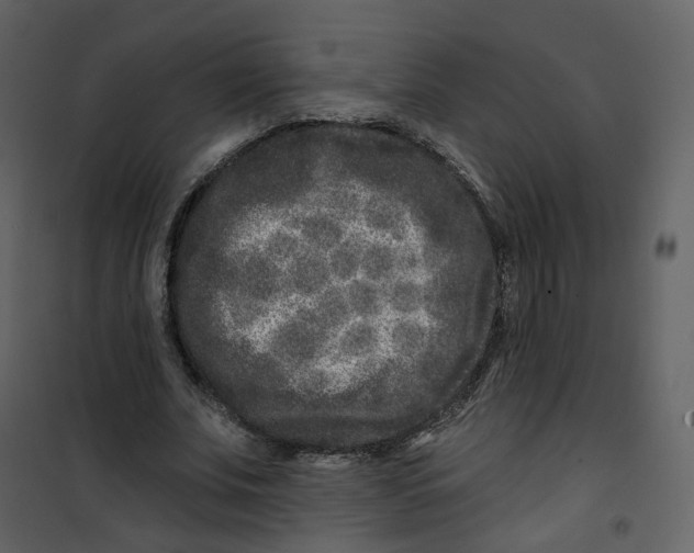 X0000100750679200807171412