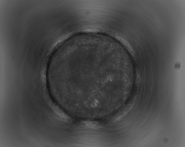 X0000100750681200807171412