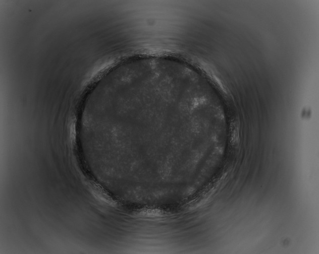 X0000100750685200807171412