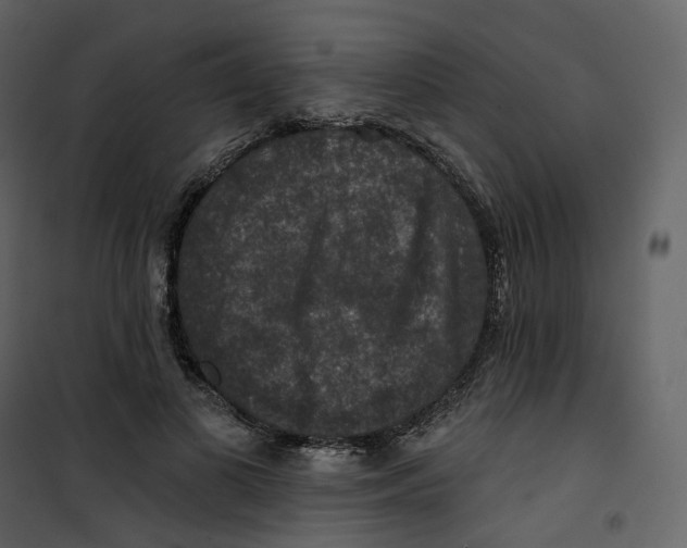 X0000100750693200807171412