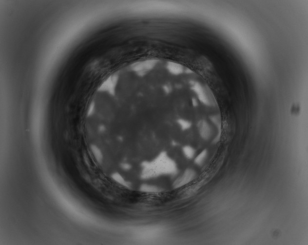 X0000100750765200807171411