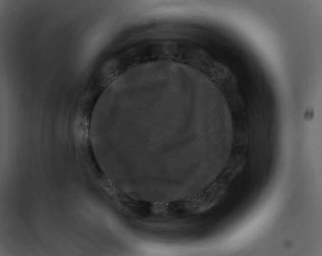 X0000100750766200807171411