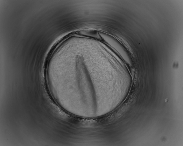 X0000100750784200807171410
