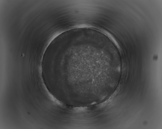 X0000100750810200807171410