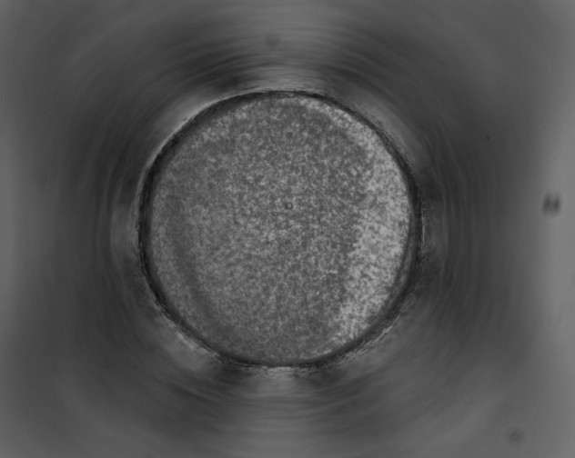 X0000100750828200807171409