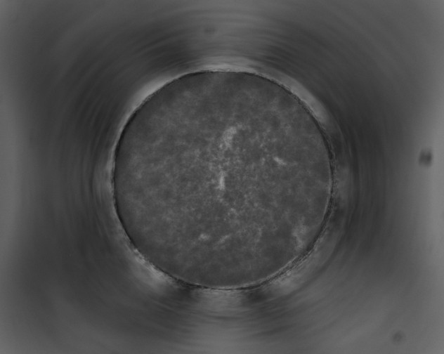 X0000100750856200807171410