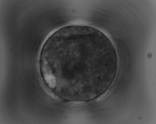 X0000100750864200807171410