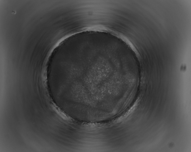X0000100750923200807171408