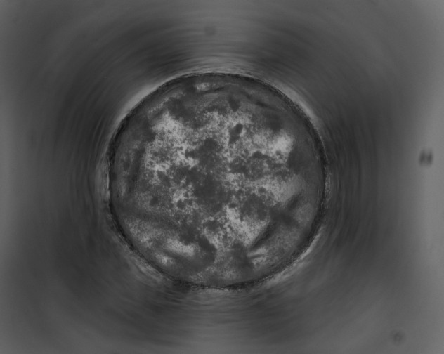 X0000100750925200807171408