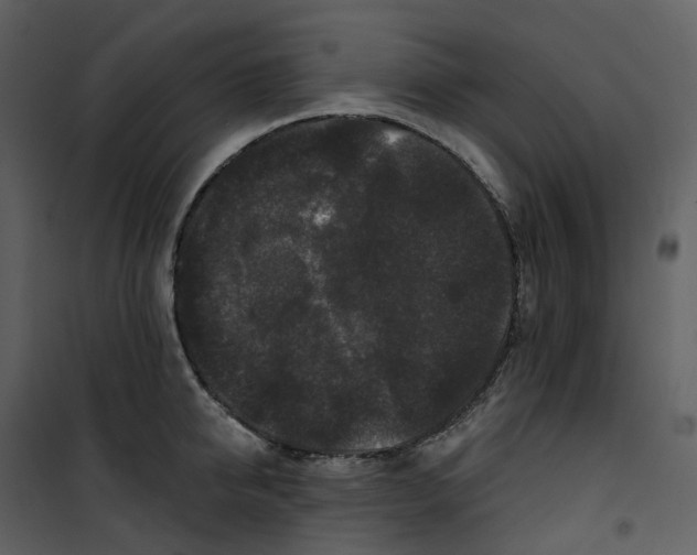 X0000100750950200807171408