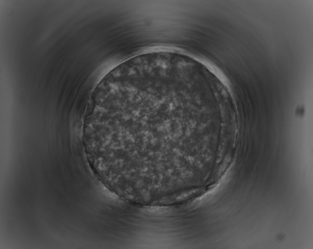 X0000100750953200807171408