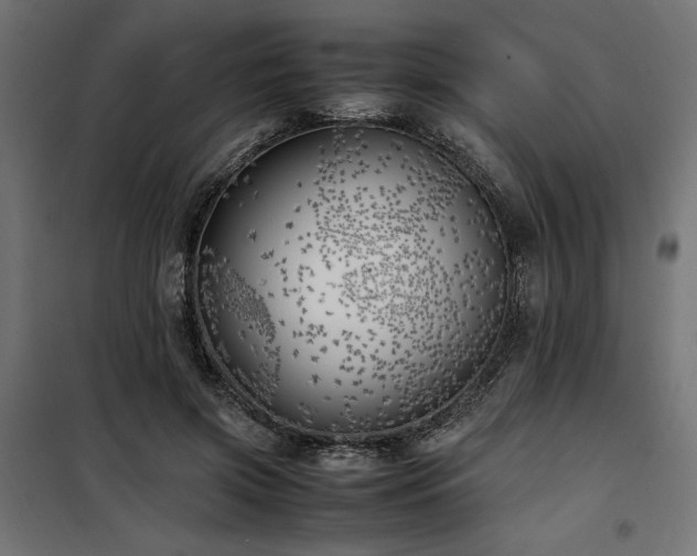 X0000100760549200806191210