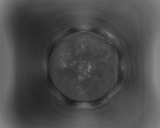 X0000100760409200806261609