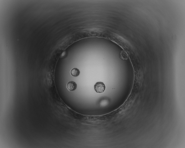 X0000100760774200806261604