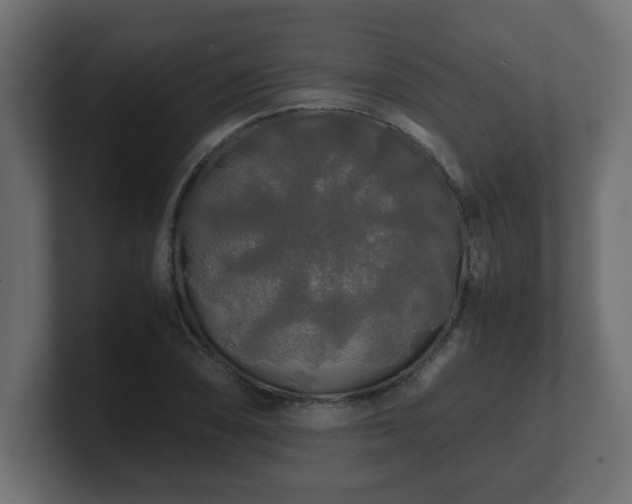 X0000100761074200806261600